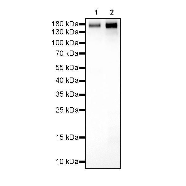 Product image media