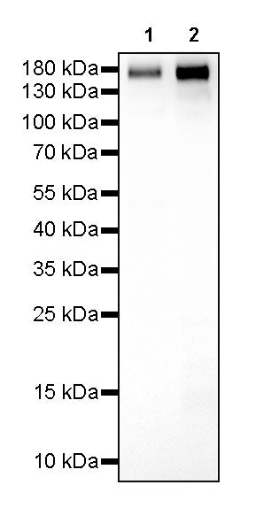 CD163 Recombinant Rabbit mAb,PBS Only (SDT-327-58)