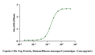 Caprin-1 His Tag Protein, Human/Rhesus macaque/Cynomolgus