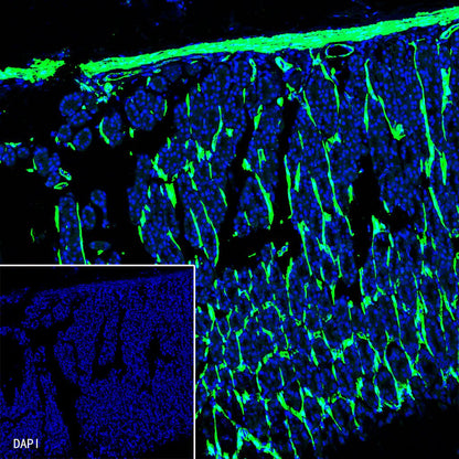 alpha smooth muscle Actin Recombinant Rabbit mAb (FITC Conjugate) (SDT-132-63)