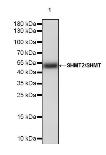 SHMT2/SHMT Recombinant Rabbit mAb (S-1581-5)
