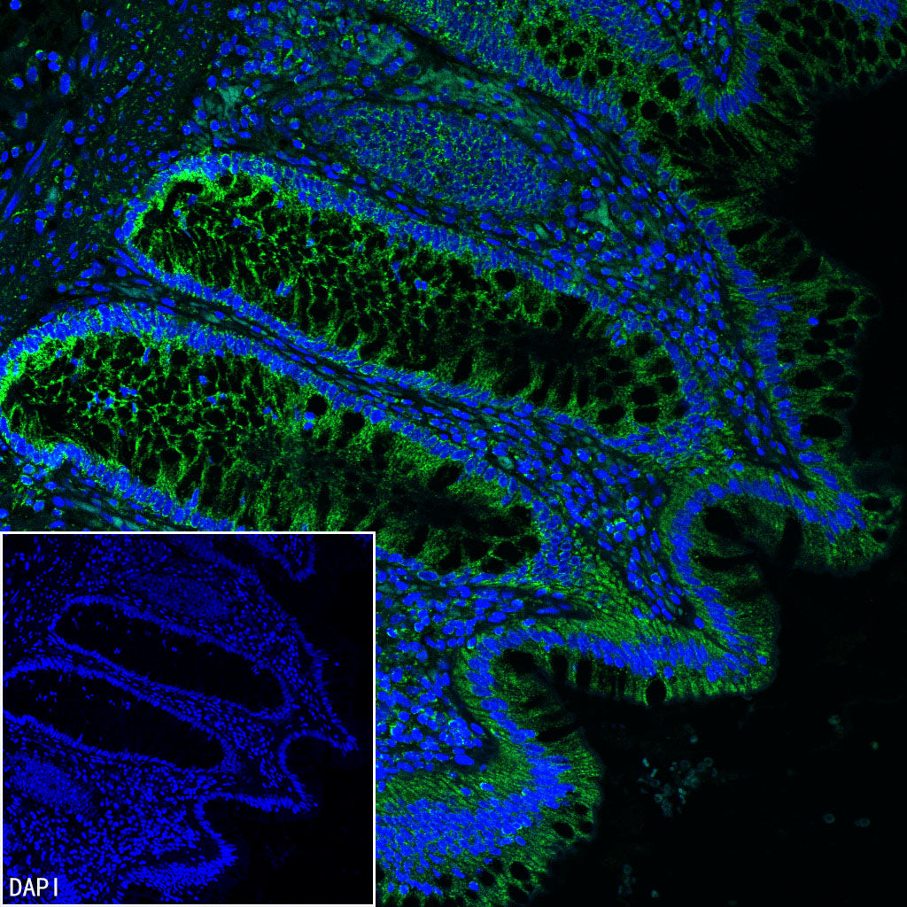 TFAM Recombinant Rabbit mAb
