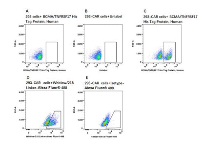 Human BCMA/TNFRSF17 Protein, His Tag