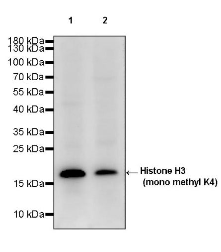 Histone H3 (mono methyl K4) Rabbit polyclonal antibody