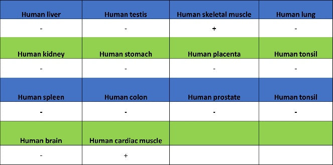 MYH7 Recombinant Rabbit mAb (SDT-2936-44)