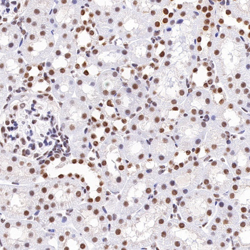 E2F4 Recombinant Rabbit mAb (S-586-214)