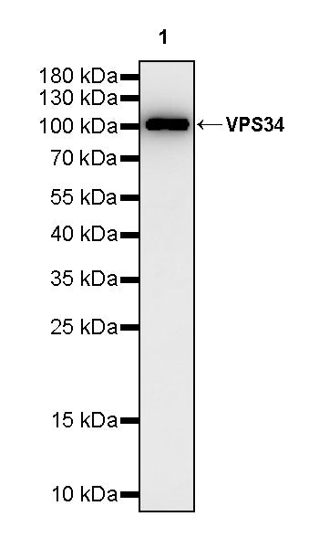 VPS34 Recombinant Rabbit mAb