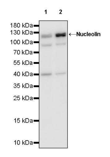 Nucleolin Rabbit Polyclonal Antibody