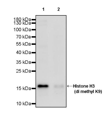 Histone H3 (di methyl K9) Recombinant Rabbit mAb (S-903-52)