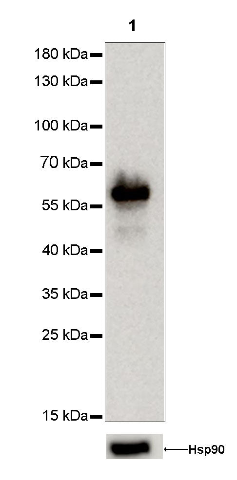 Vimentin Recombinant Rabbit mAb,PBS Only (SDT-029-20)