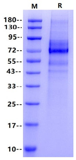 Wnt-3a Protein, Human