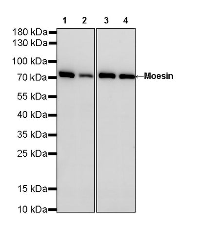 Moesin Rabbit Polyclonal Antibody