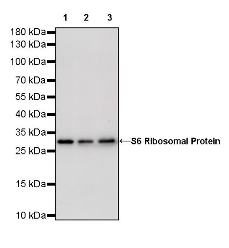 S6 Ribosomal Protein Recombinant Rabbit mAb (S-479-1)