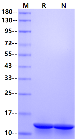 β-NGF Protein, Rat