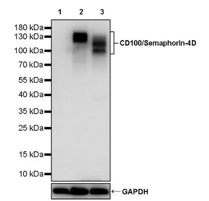 CD100/Semaphorin-4D Recombinant Rabbit mAb (S-3651-16)