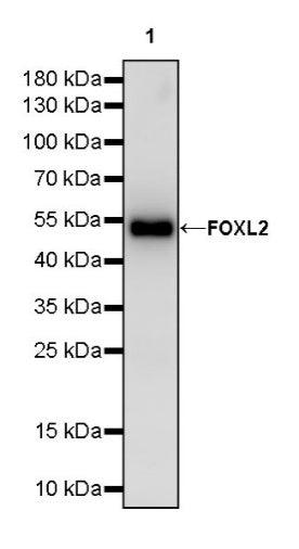 FOXL2 Recombinant Rabbit mAb (SDT-557-361)