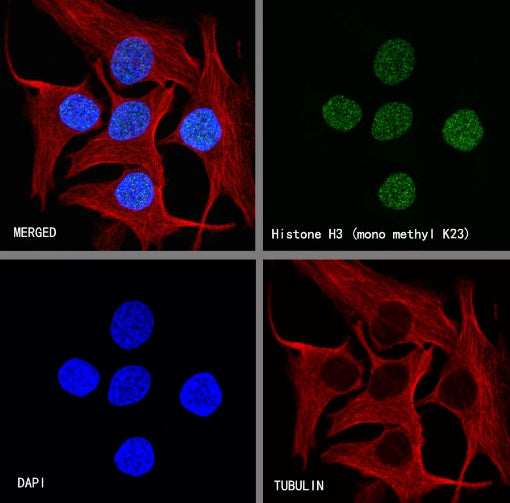 Histone H3 (mono methyl K23) Recombinant Rabbit mAb (S-R413)