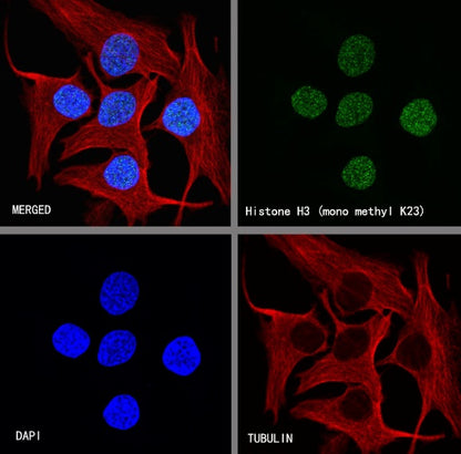 Histone H3 (mono methyl K23) Recombinant Rabbit mAb (S-R413)