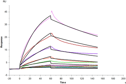 LAT1-4F2hc Flag & His tag Protein, Human (Detergent)