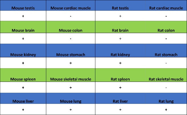 Stat5 Recombinant Rabbit mAb (S-2823-24)