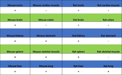 Stat5 Recombinant Rabbit mAb (S-2823-24)