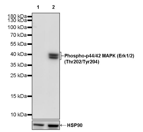 Phospho-p44/42 MAPK (Erk1/2) (Thr202/Tyr204) Recombinant Rabbit mAb (S-602-276)
