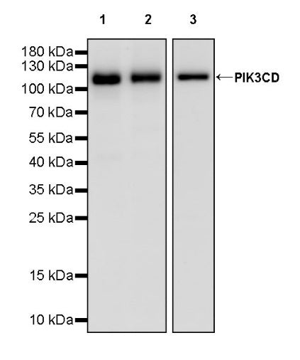 PIK3CD Recombinant Rabbit mAb (SDT-1978-148)