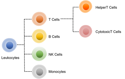 Human T+B+NK+Monocyte Panel Kit (CD3/CD4/CD8/CD19/CD56/CD14)