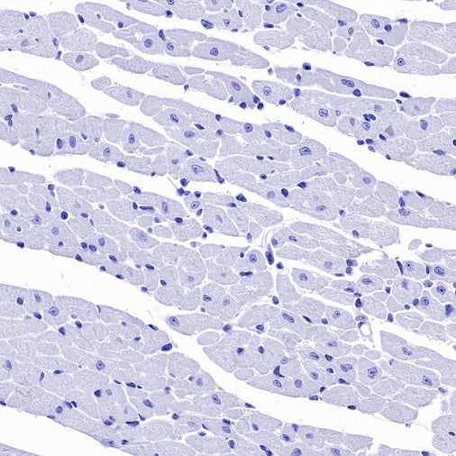 Ly6G Recombinant Rabbit mAb (S-2495-6)