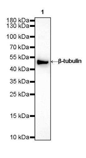 β-tubulin Recombinant Rabbit mAb (SDT-312-113)