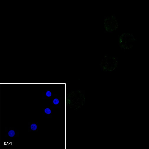 PAX5 Recombinant Rat mAb (S-R200)
