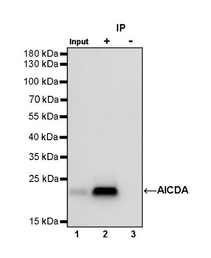 AICDA Recombinant Rabbit mAb (S-1030-15)