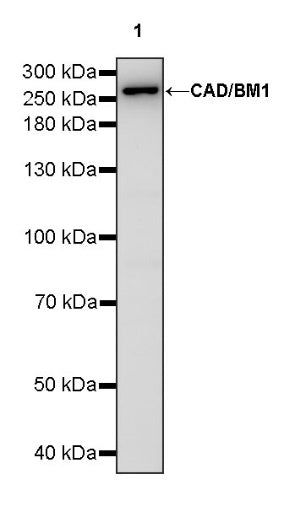 CAD/BM1 Recombinant Rabbit mAb (S-1650-21)