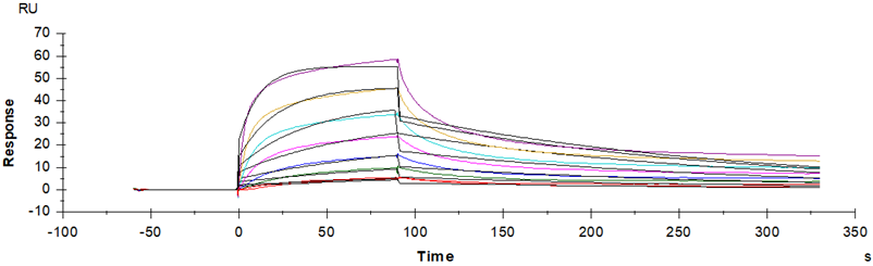 SIRP-α Fc Chimera Protein, Human