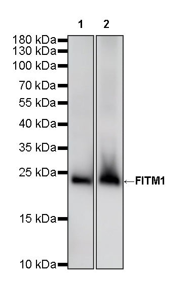 FITM1 Recombinant Rabbit mAb (S-3819-65)
