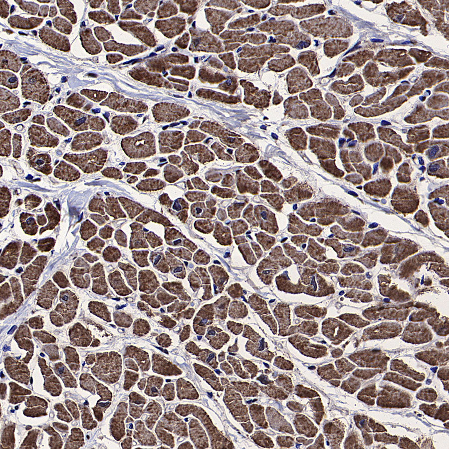 PDHE1 Alpha Mouse mAb