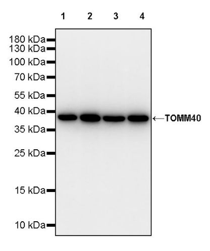 TOMM40 Rabbit Polyclonal Antibody
