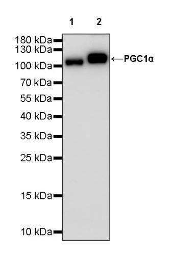 PGC1α Recombinant Rabbit mAb (S-1199-234)