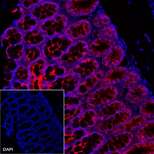 Villin Recombinant Rabbit mAb (Alexa Fluor® 555 Conjugate) (SDT-039-78)