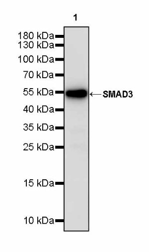 SMAD3 Recombinant Rabbit mAb (S-3147-36)