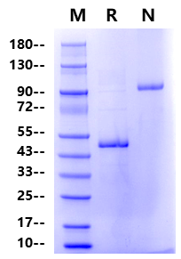 IL-23A(20-189) Fc Chimera Protein, Human