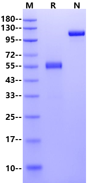 Biotinylated 4-1BB/TNFRSF9 Fc&Avi Tag Protein, Cynomolgus