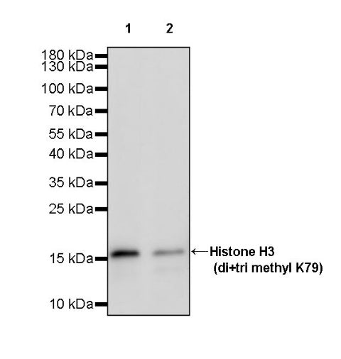Histone H3 (di+tri methyl K79) Recombinant Rabbit mAb (S-854-48)
