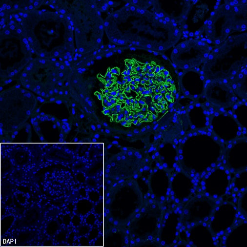 Synaptopodin Recombinant Rabbit mAb (SDT-3331-4)