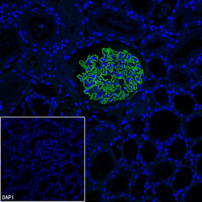 Synaptopodin Recombinant Rabbit mAb (SDT-3331-4)