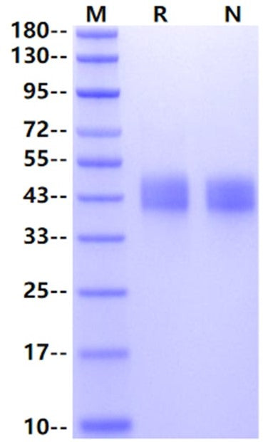 CD48 His Tag Protein, Mouse