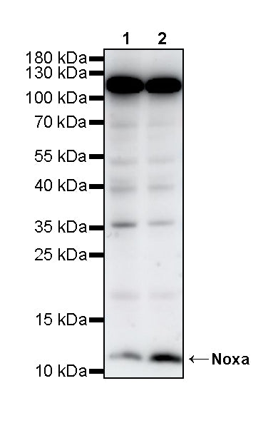 Noxa Recombinant Rabbit mAb (S-5505)