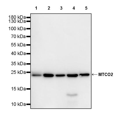 MTCO2 Recombinant Rabbit mAb (S-1891-72)