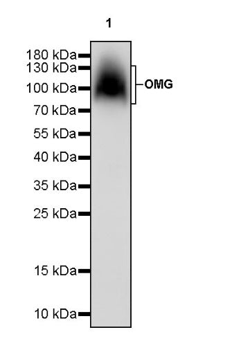 Oligodendrocyte myelin glycoprotein/OMG Rabbit Polyclonal Antibody