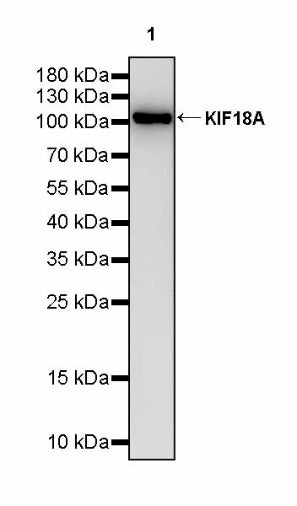 KIF18A Recombinant Rabbit mAb (S-3310-11)